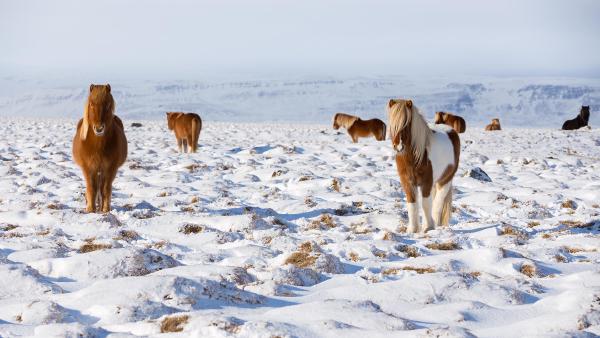 Icelandic horses standing in a field, Iceland (© Rodrigo Lourezini/Shutterstock)