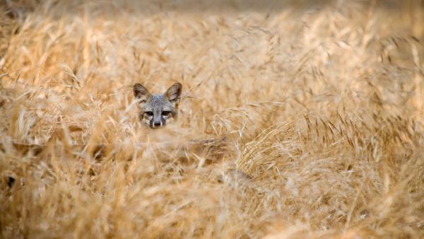 Island fox in Channel Islands National Park, California (© Ian Shive/Tandem