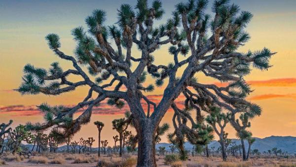 Joshua trees in Joshua Tree National Park, California (© Tim Fitzharris/Minden