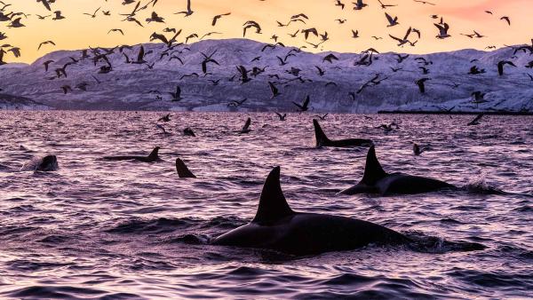 Killer whales in the waters off Spildra, Norway (© Alex Mustard/Minden Pictures)