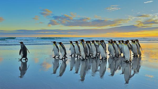 King penguins in the Falkland Islands (© Elmar Weiss/Getty Images)