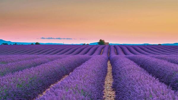 Lavender fields on the Valensole Plateau in Provence, France (© Shutterstock)