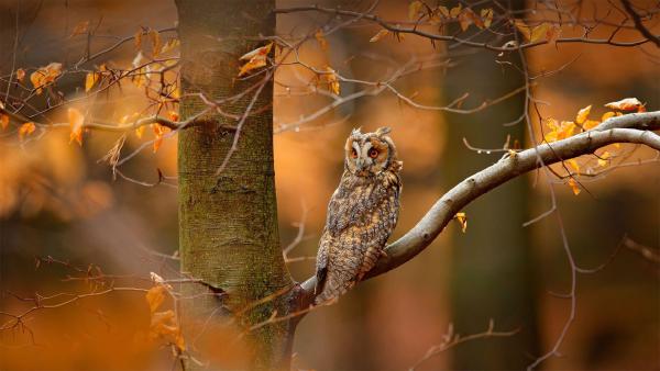 Long-eared owl in the Bohemian-Moravian Highlands of the Czech Republic (©