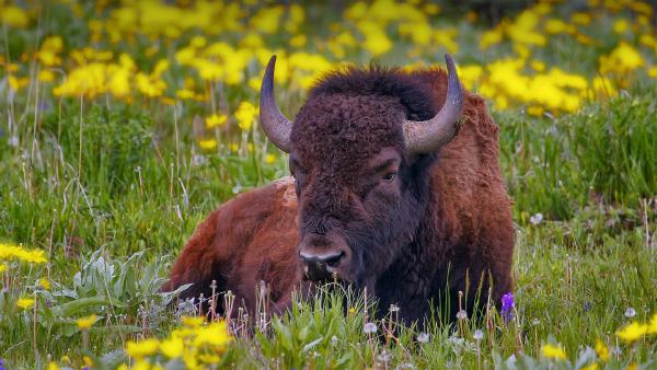 Male American bison in Yellowstone National Park, Wyoming (© Donyanedomam/Getty