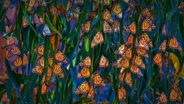 Monarch butterflies at Pismo Beach, California (© Mimi Ditchie/Getty Images)