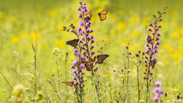 Monarch butterflies feeding from wildflowers (© bookguy/Getty Images)