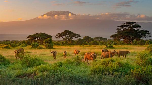 Mount Kilimanjaro with Cape buffaloes in foreground, Amboseli Biosphere Reserve,