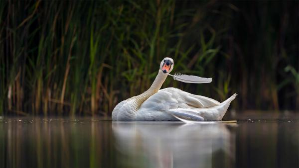 Mute swan in Valkenhorst Nature Reserve, near Valkenswaard, the Netherlands (©