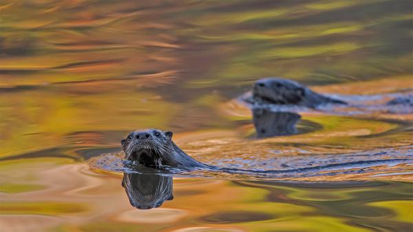 North American river otters swimming in Acadia National Park, Maine (© George