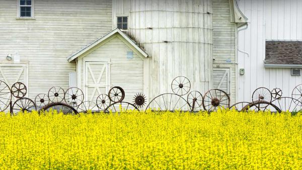 Old barn and canola field, Palouse region, Idaho (© Terry Eggers/Getty Images)