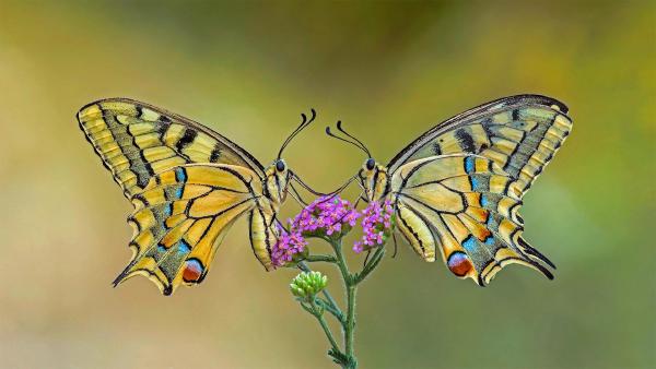 Old World swallowtail butterflies on a flower (© Alberto Ghizzi Panizza/Getty