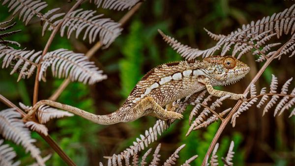 Panther chameleon in Amber Mountain National Park, Madagascar (© Christian