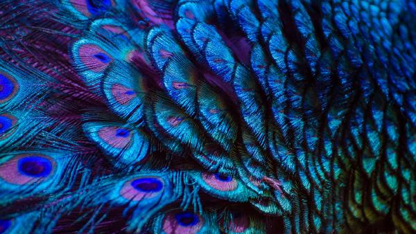Peacock feathers (© Sarayut Thaneerat/Getty Images)