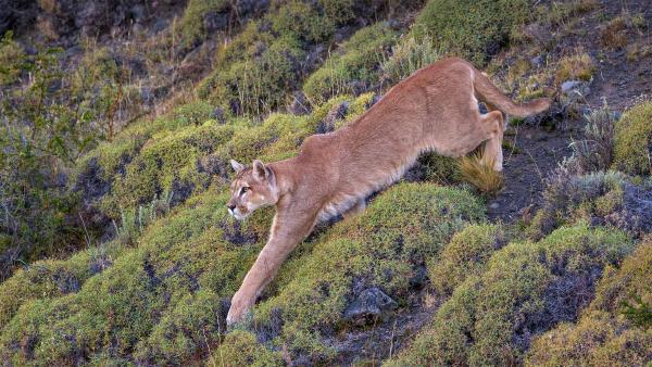 Puma in Torres del Paine National Park, Patagonia, Chile (© Ingo Arndt/Minden