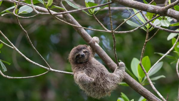 Pygmy three-toed sloth baby, Isla Escudo de Veraguas, Panama (© Suzi
