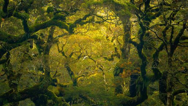 Rainforest hike near Milford Sound/Piopiotahi in New Zealand (© Jim