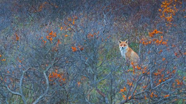 Red fox in Amsterdamse Waterleidingduinen Nature Reserve, Netherlands (© Edwin
