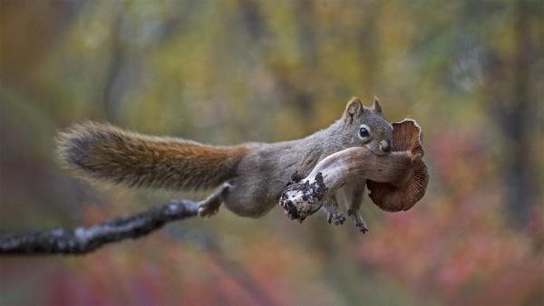 Red squirrel carrying a mushroom (© Michael Quinton/Minden Pictures)