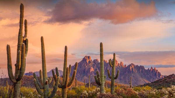 Saguaro cacti, Ironwood National Monument, Arizona (© Jack Dykinga/Minden