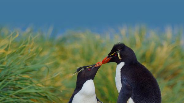 Southern rockhopper penguins, Falkland Islands (© Tony Beck/Getty Images)