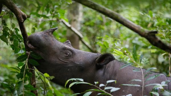Sumatran rhinoceros female eating leaves, Way Kambas National Park, Sumatra,
