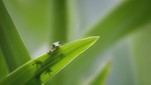 Tiny gecko on a leaf (© Darren Greenwood/Alamy)