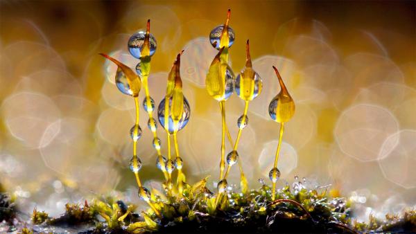 Wall screw-moss glistening with water droplets, Netherlands (© Arjan