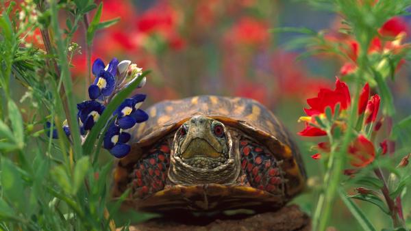Western box turtle (© Tim Fitzharris/Minden Pictures)