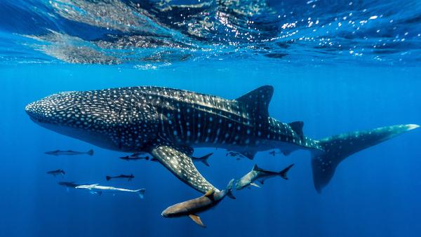 Whale shark, Ningaloo Reef, Western Australia (© Jason Edwards/Getty Images)