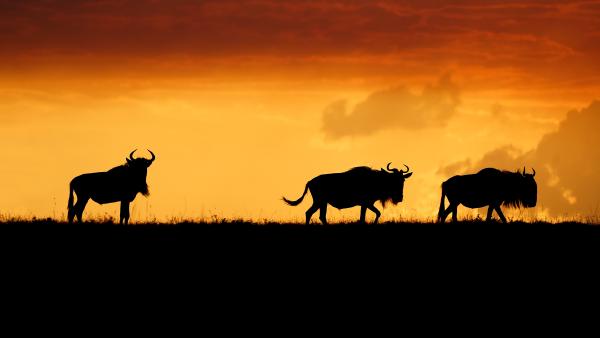 Wildebeests in the Maasai Mara National Reserve, Kenya (© Matt Polski/Getty