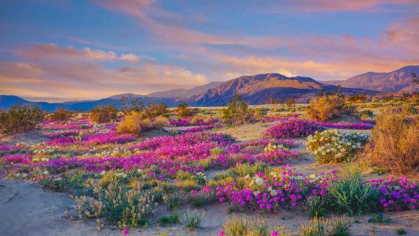 Wildflowers in Anza-Borrego Desert State Park, California (© Ron and Patty