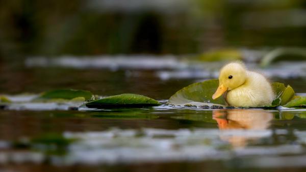A duckling swimming in a water meadow, Suffolk, England (© Nick Hurst/Getty