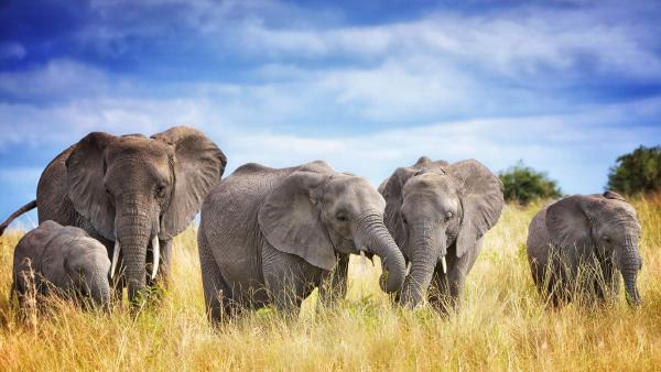A family of African elephants in Tarangire National Park, Tanzania (© Vicki