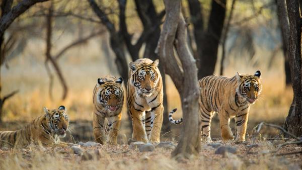 A family of Bengal tigers at Ranthambore National Park, Rajasthan, India (© Archna Singh/Shutterstock)