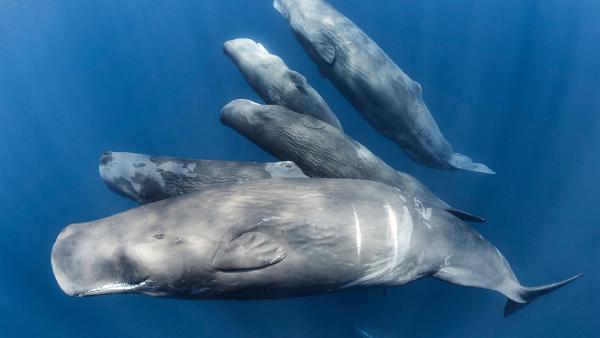 A family of sperm whales, Indian Ocean (© Tony Wu/Nature Picture Library)