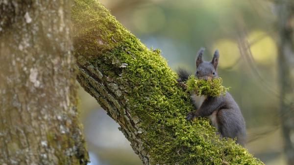 A female Eurasian red squirrel carrying moss, Switzerland (© Jean-Luc and Francoise Ziegler/Minden Pictures)