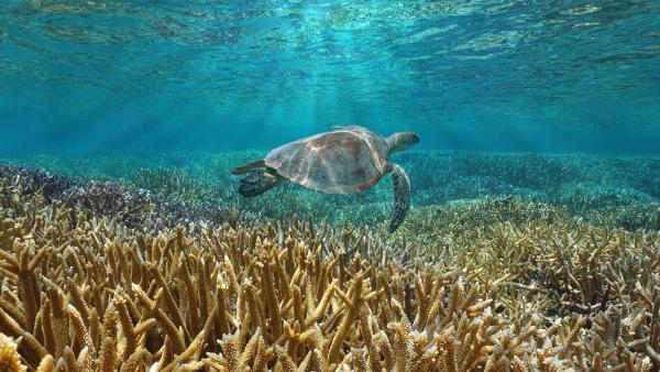 A green sea turtle swims in the Pacific Ocean near the French special