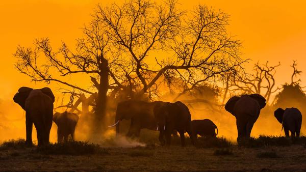 A group of elephants, Amboseli National Park, Kenya (© Ibrahim Suha Derbent/Getty Images)