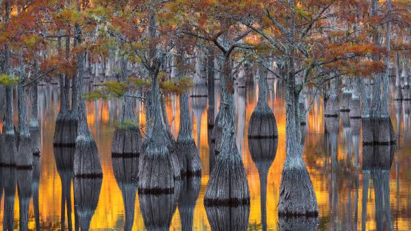 A grove of pond cypress trees with fall foliage, Georgia, USA (© Chris Moore/Getty Images)