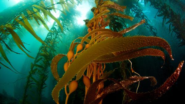 A kelp forest off Anacapa Island, Channel Islands National Park, California (© Ian Shive/Tandem Stills + Motion)