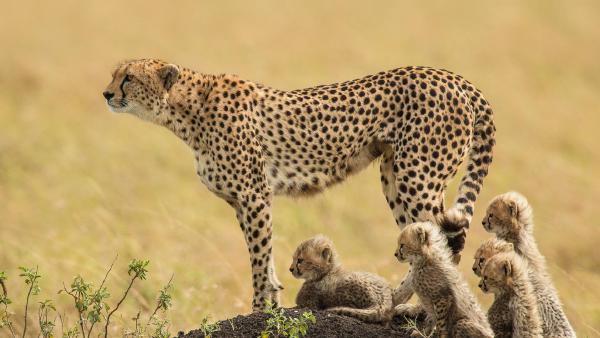 A mother cheetah and her cubs in the Maasai Mara National Reserve, Kenya (©
