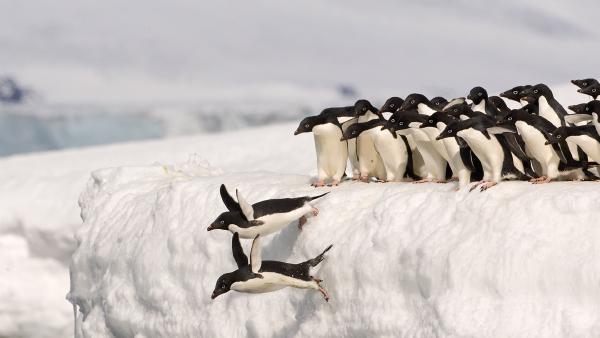 Adélie penguins, Antarctica (© Otto Plantema/Minden Pictures)