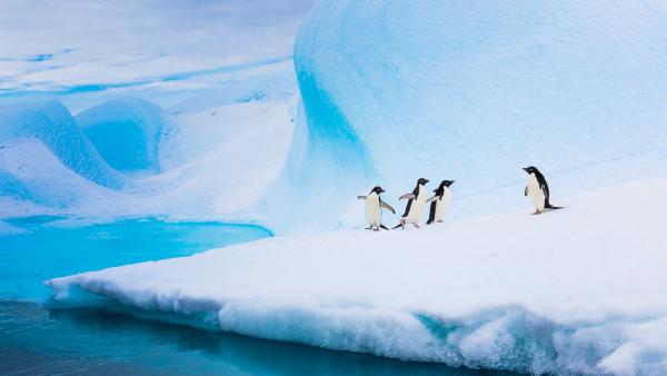 Adélie penguins on an iceberg, Antarctica (© Patrick J. Endres/Getty Images)