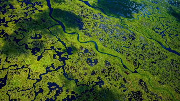 Aerial view of Everglades National Park, Florida (© Tetra Images/Getty Images)