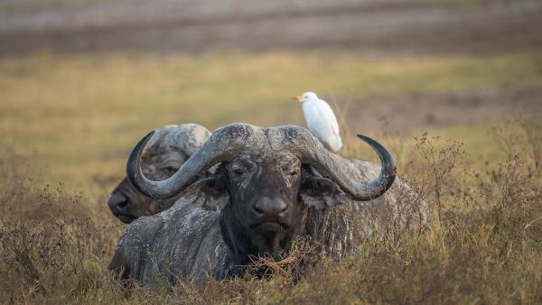 African buffalo, Ngorongoro Crater, Tanzania (© jesuss8/500px/Getty Images)