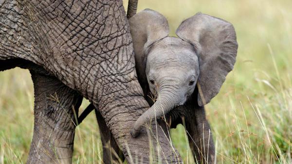 African elephant calf playing with its mother, Masai Mara National Reserve, Kenya (© Denis-Huot/naturepl.com)