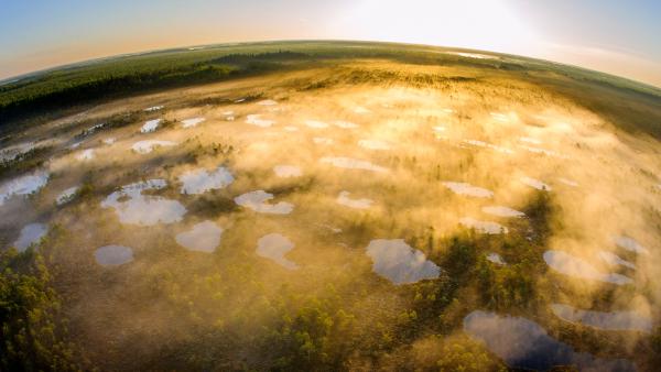 Alam-Pedja Nature Reserve in Tartu County, Estonia (© Sven Zacek/Nature Picture Library)