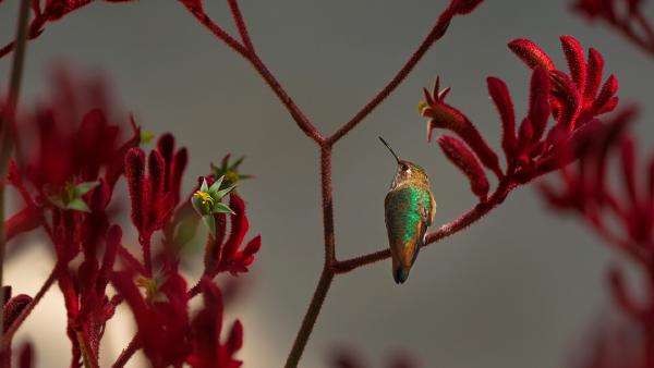 Allen's hummingbird perched on a red kangaroo paw plant (©