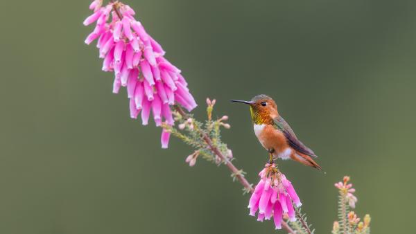 Allen's hummingbird, Santa Cruz, California (© mallardg500/Getty Images)