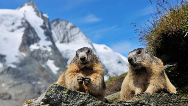 Alpine marmots, Hohe Tauern National Park, Austria (© Raimund Linke/Getty Images)